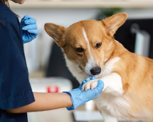 Gestão de Agenda para Veterinário
