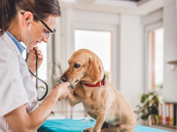 Sistema para Veterinário - CRM