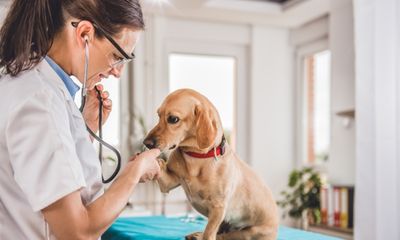 Sistema para Veterinário